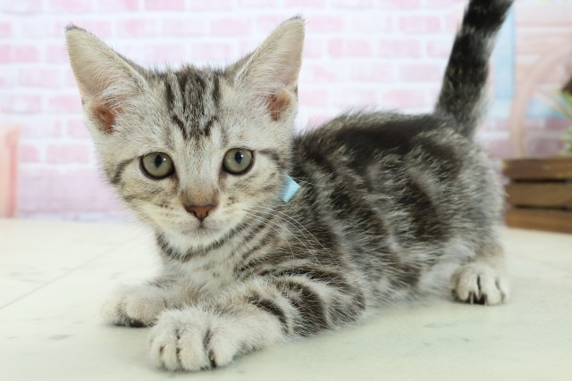 広島県のアメリカンショートヘアー (Coo&RIKU福山店/2025年11月10日生まれ/男の子/シルバータビー)の子猫の3枚目の画像