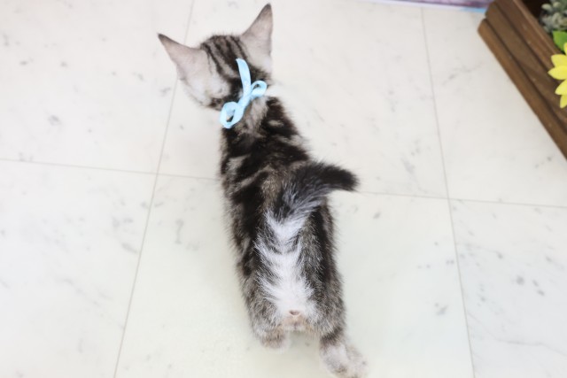 広島県のアメリカンショートヘアー (Coo&RIKU福山店/2025年11月10日生まれ/男の子/シルバータビー)の子猫の4枚目の画像