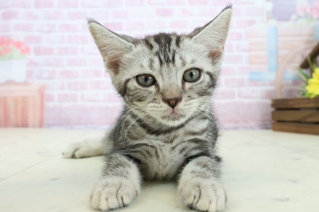 山口県のアメリカンショートヘアー (Coo&RIKUサンパークあじす店/2025年11月10日生まれ/男の子/シルバータビー)の子猫