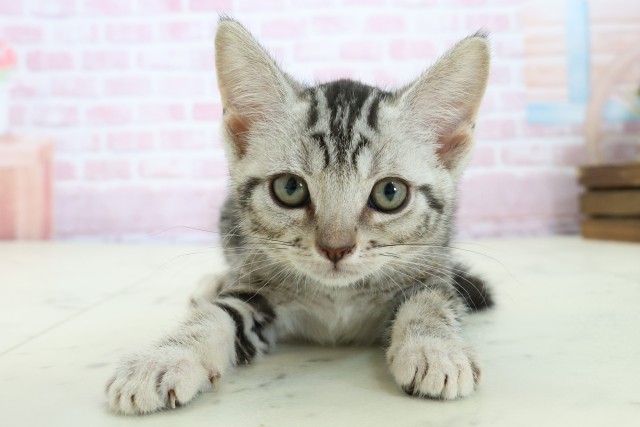 山口県のアメリカンショートヘアー (Coo&RIKUシーモール下関店/2025年11月10日生まれ/女の子/シルバータビー)の子猫