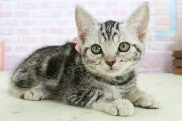 山口県のアメリカンショートヘアー (Coo&RIKUシーモール下関店/2025年11月10日生まれ/女の子/シルバータビー)の子猫の2枚目の画像