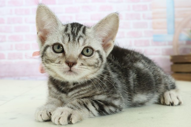 山口県のアメリカンショートヘアー (Coo&RIKUシーモール下関店/2025年11月10日生まれ/女の子/シルバータビー)の子猫の3枚目の画像