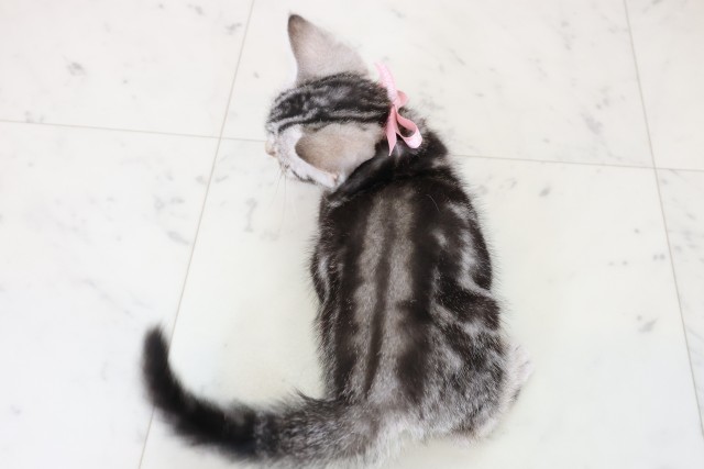 山口県のアメリカンショートヘアー (Coo&RIKUシーモール下関店/2025年11月10日生まれ/女の子/シルバータビー)の子猫の4枚目の画像