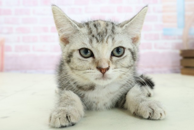 愛媛県のアメリカンショートヘアー (Coo&RIKU大洲店/2025年11月10日生まれ/女の子/シルバーパッチドタビー)の子猫の1枚目の画像