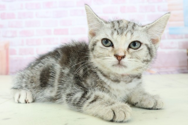 愛媛県のアメリカンショートヘアー (Coo&RIKU大洲店/2025年11月10日生まれ/女の子/シルバーパッチドタビー)の子猫の2枚目の画像