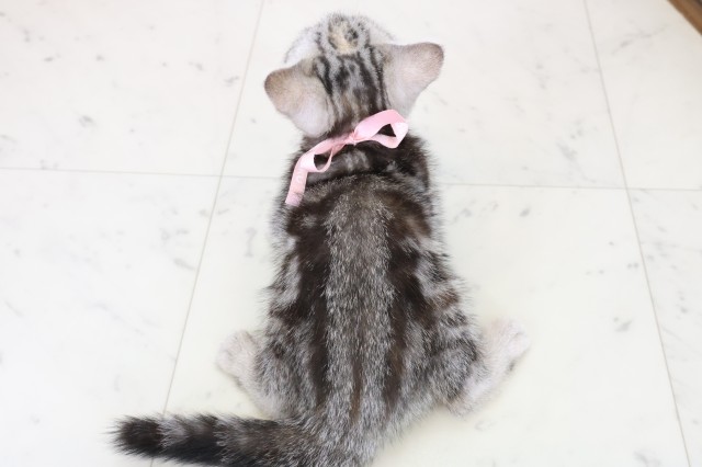 愛媛県のアメリカンショートヘアー (Coo&RIKU大洲店/2025年11月10日生まれ/女の子/シルバーパッチドタビー)の子猫の4枚目の画像