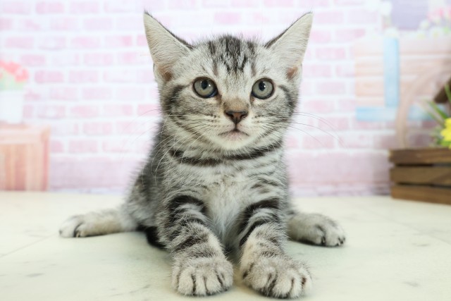 福岡県のアメリカンショートヘアー (Coo&RIKU福岡古賀店/2025年11月10日生まれ/女の子/シルバータビー)の子猫の1枚目の画像