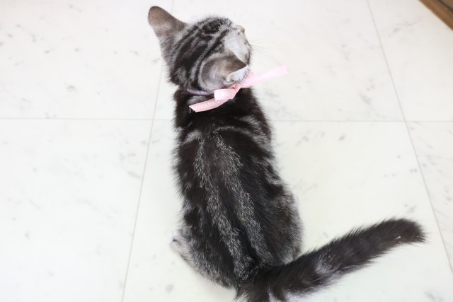 福岡県のアメリカンショートヘアー (Coo&RIKU福岡古賀店/2025年11月10日生まれ/女の子/シルバータビー)の子猫の4枚目の画像