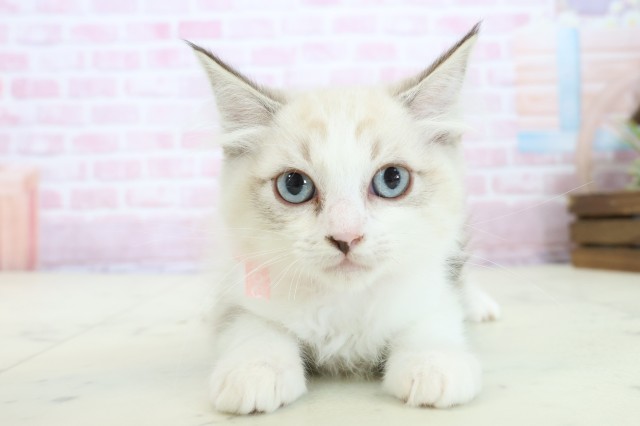 福岡県のラグドール (Coo&RIKU福岡古賀店/2025年10月30日生まれ/女の子/シールポイントバイカラー)の子猫の1枚目の画像