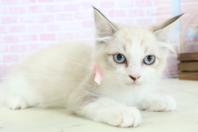 福岡県のラグドール (Coo&RIKU福岡古賀店/2025年10月30日生まれ/女の子/シールポイントバイカラー)の子猫の2枚目の画像
