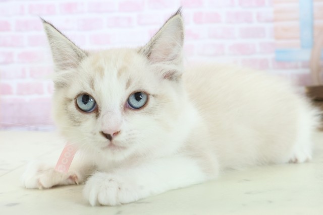 福岡県のラグドール (Coo&RIKU福岡古賀店/2025年10月30日生まれ/女の子/シールポイントバイカラー)の子猫の3枚目の画像