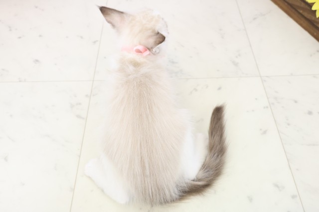 福岡県のラグドール (Coo&RIKU福岡古賀店/2025年10月30日生まれ/女の子/シールポイントバイカラー)の子猫の4枚目の画像