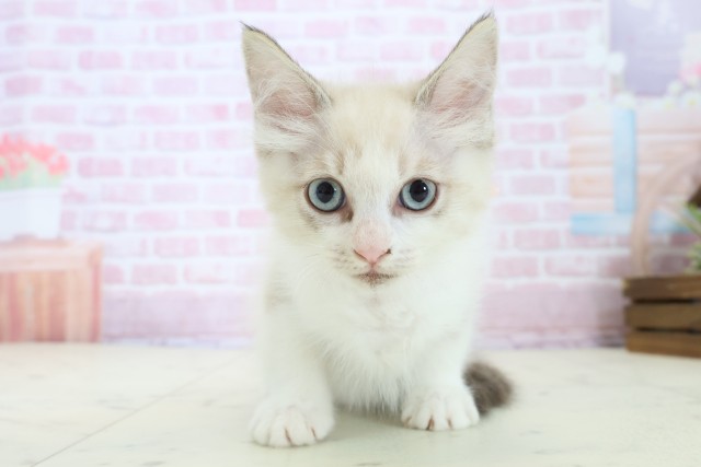 佐賀県のラグドール (Coo&RIKU佐賀神埼店/2025年10月30日生まれ/女の子/シールポイントバイカラー)の子猫の1枚目の画像