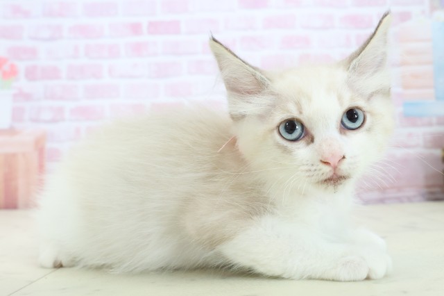 佐賀県のラグドール (Coo&RIKU佐賀神埼店/2025年10月30日生まれ/女の子/シールポイントバイカラー)の子猫の2枚目の画像