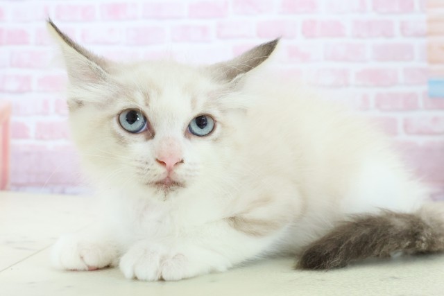 佐賀県のラグドール (Coo&RIKU佐賀神埼店/2025年10月30日生まれ/女の子/シールポイントバイカラー)の子猫の3枚目の画像