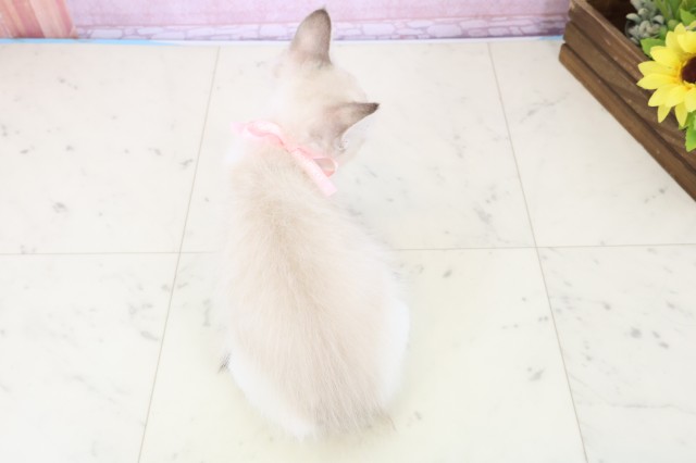 佐賀県のラグドール (Coo&RIKU佐賀神埼店/2025年10月30日生まれ/女の子/シールポイントバイカラー)の子猫の4枚目の画像