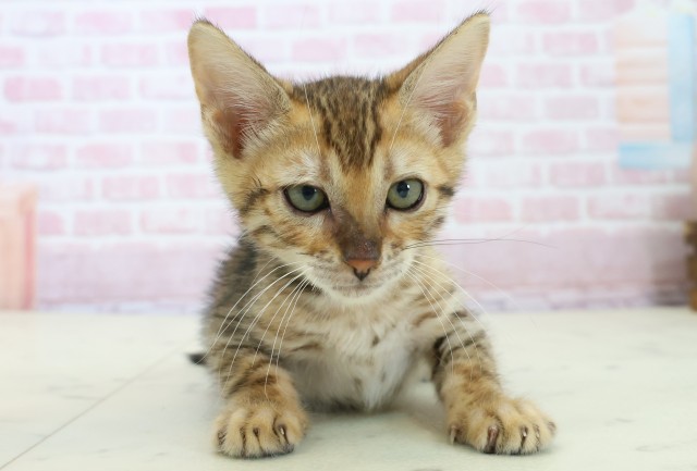 広島県のトイガー (Coo&RIKU福山店/2025年11月13日生まれ/男の子/ブラウンスポットタビー)の子猫