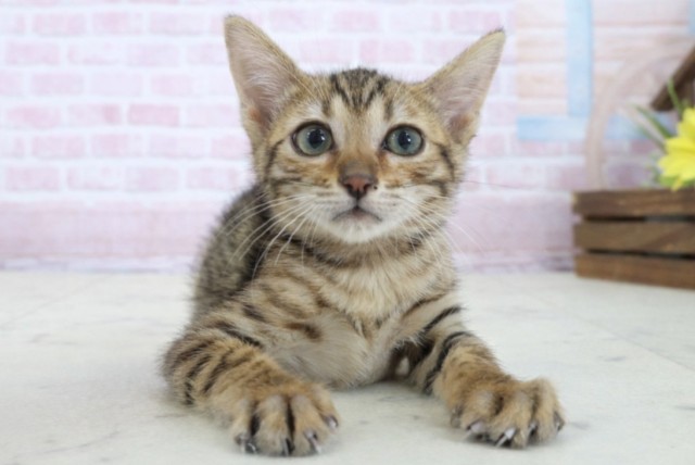 福岡県のトイガー (Coo&RIKU黒崎店/2025年11月13日生まれ/女の子/ブラウンスポットタビー)の子猫の1枚目の画像