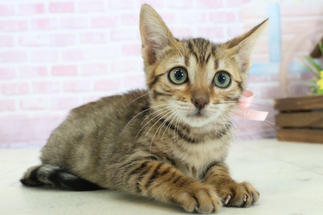 福岡県のトイガー (Coo&RIKU黒崎店/2025年11月13日生まれ/女の子/ブラウンスポットタビー)の子猫の2枚目の画像