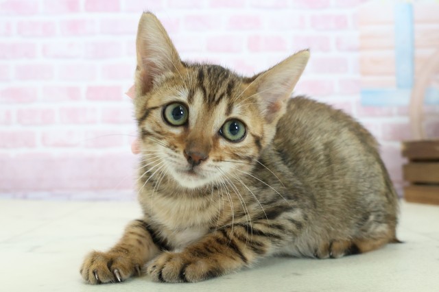 福岡県のトイガー (Coo&RIKU黒崎店/2025年11月13日生まれ/女の子/ブラウンスポットタビー)の子猫の3枚目の画像