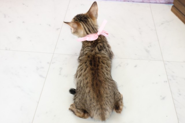 福岡県のトイガー (Coo&RIKU黒崎店/2025年11月13日生まれ/女の子/ブラウンスポットタビー)の子猫の4枚目の画像