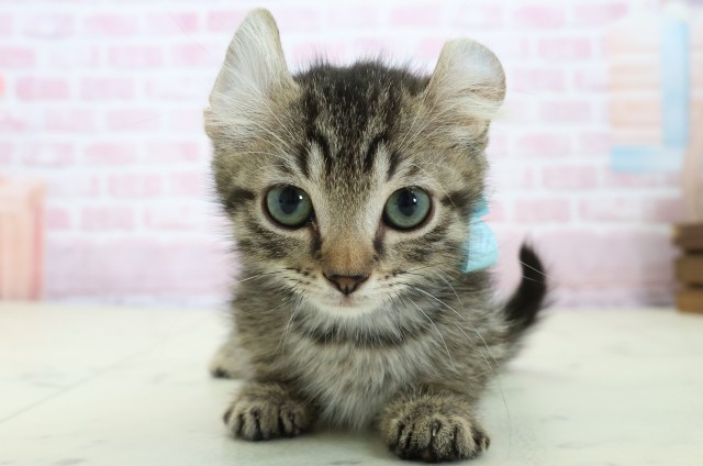 岡山県のキンカロー (Coo&RIKU岡山店/2025年11月1日生まれ/男の子/ブラウンタビー)の子猫