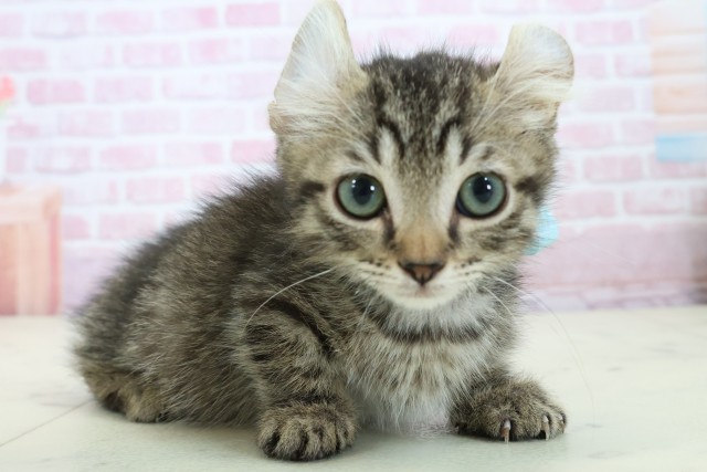 岡山県のキンカロー (Coo&RIKU岡山店/2025年11月1日生まれ/男の子/ブラウンタビー)の子猫の2枚目の画像