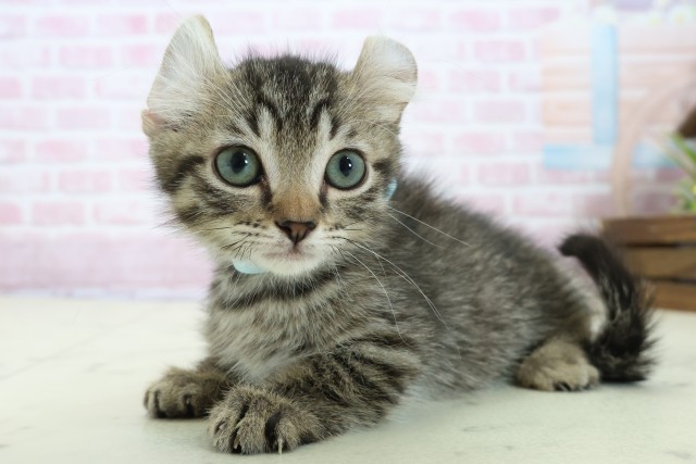 岡山県のキンカロー (Coo&RIKU岡山店/2025年11月1日生まれ/男の子/ブラウンタビー)の子猫の3枚目の画像