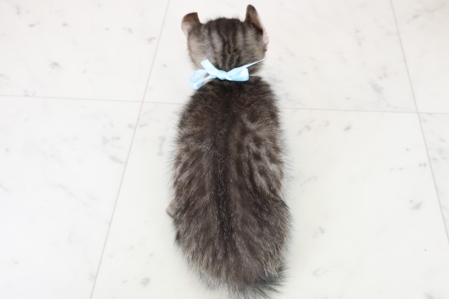 岡山県のキンカロー (Coo&RIKU岡山店/2025年11月1日生まれ/男の子/ブラウンタビー)の子猫の4枚目の画像