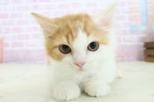 福岡県のラガマフィン (Coo&RIKU福岡東店/2025年10月8日生まれ/男の子/レッドタビーホワイト)の子猫の1枚目の画像