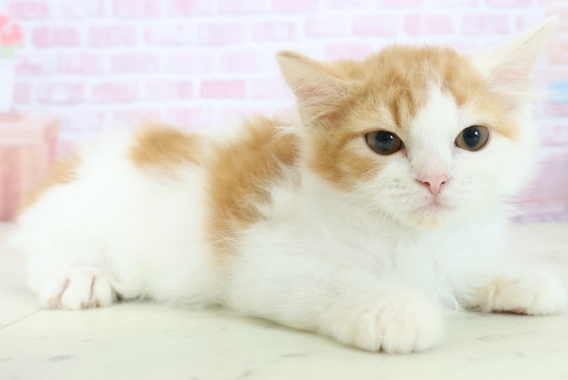 福岡県のラガマフィン (Coo&RIKU福岡東店/2025年10月8日生まれ/男の子/レッドタビーホワイト)の子猫の2枚目の画像