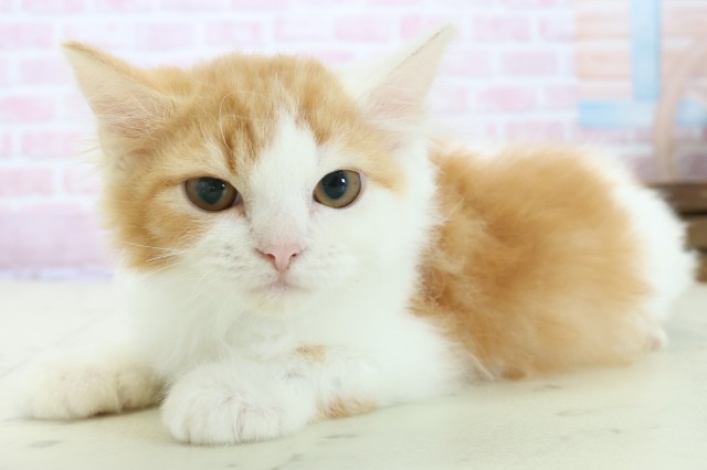 福岡県のラガマフィン (Coo&RIKU福岡東店/2025年10月8日生まれ/男の子/レッドタビーホワイト)の子猫の3枚目の画像