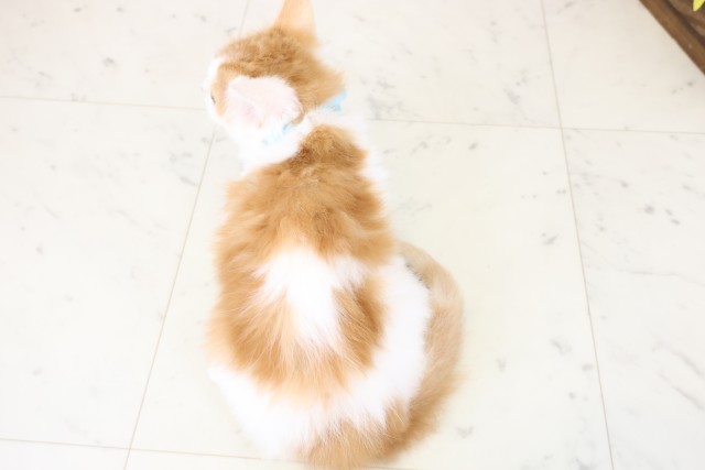 福岡県のラガマフィン (Coo&RIKU福岡東店/2025年10月8日生まれ/男の子/レッドタビーホワイト)の子猫の4枚目の画像