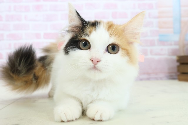 福岡県のラガマフィン (Coo&RIKU行橋店/2025年10月8日生まれ/女の子/キャリコ)の子猫の1枚目の画像