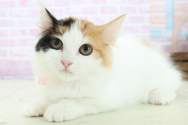 福岡県のラガマフィン (Coo&RIKU行橋店/2025年10月8日生まれ/女の子/キャリコ)の子猫の3枚目の画像