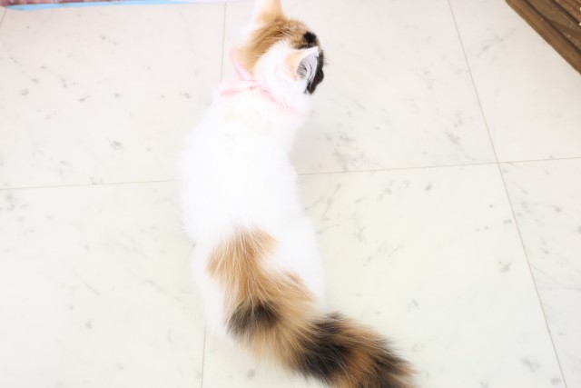 福岡県のラガマフィン (Coo&RIKU行橋店/2025年10月8日生まれ/女の子/キャリコ)の子猫の4枚目の画像