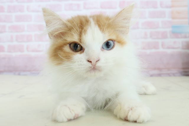 熊本県のラガマフィン (Coo&RIKU熊本店/2025年10月8日生まれ/女の子/レッドタビーホワイト)の子猫の1枚目の画像