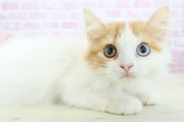 熊本県のラガマフィン (Coo&RIKU熊本店/2025年10月8日生まれ/女の子/レッドタビーホワイト)の子猫の2枚目の画像