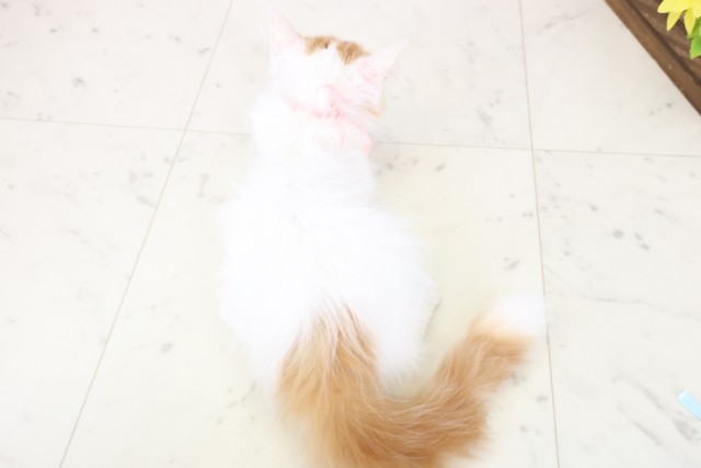 熊本県のラガマフィン (Coo&RIKU熊本店/2025年10月8日生まれ/女の子/レッドタビーホワイト)の子猫の4枚目の画像