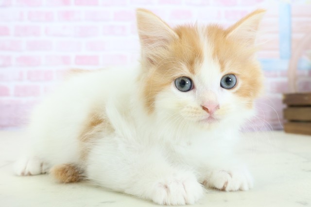 大分県のラガマフィン (Coo&RIKU大分店/2025年11月23日生まれ/男の子/レッドホワイト)の子猫の2枚目の画像