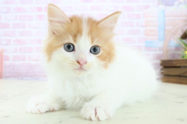 大分県のラガマフィン (Coo&RIKU大分店/2025年11月23日生まれ/男の子/レッドホワイト)の子猫の3枚目の画像