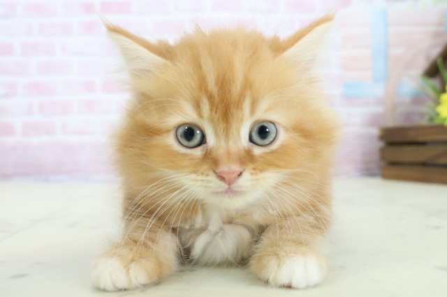 鹿児島県のラガマフィン (Coo&RIKU鹿屋店/2025年11月23日生まれ/男の子/レッドタビー)の子猫の1枚目の画像