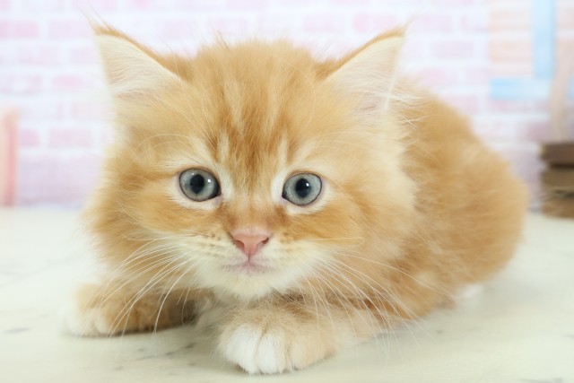 鹿児島県のラガマフィン (Coo&RIKU鹿屋店/2025年11月23日生まれ/男の子/レッドタビー)の子猫の3枚目の画像