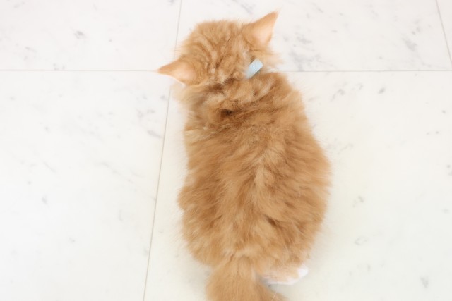 鹿児島県のラガマフィン (Coo&RIKU鹿屋店/2025年11月23日生まれ/男の子/レッドタビー)の子猫の4枚目の画像