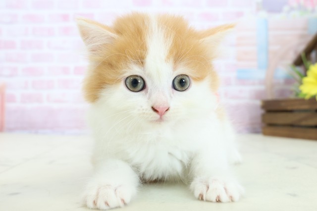 福岡県のラガマフィン (Coo&RIKU大牟田店/2025年11月23日生まれ/女の子/レッドタビー)の子猫の1枚目の画像