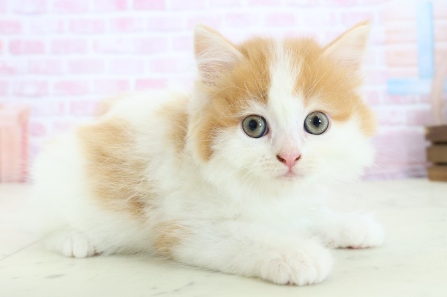 福岡県のラガマフィン (Coo&RIKU大牟田店/2025年11月23日生まれ/女の子/レッドタビー)の子猫の2枚目の画像