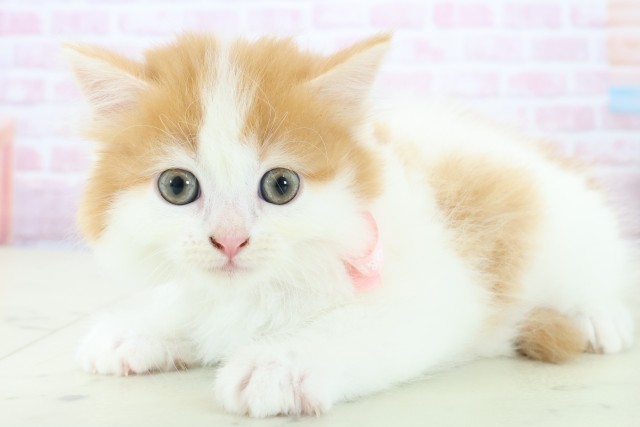 福岡県のラガマフィン (Coo&RIKU大牟田店/2025年11月23日生まれ/女の子/レッドタビー)の子猫の3枚目の画像