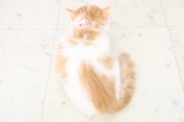 福岡県のラガマフィン (Coo&RIKU大牟田店/2025年11月23日生まれ/女の子/レッドタビー)の子猫の4枚目の画像