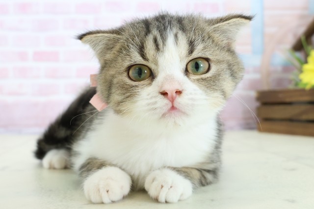 広島県のスコティッシュフォールド (Coo&RIKU福山店/2025年9月28日生まれ/女の子/ブラウンタビーホワイト)の子猫