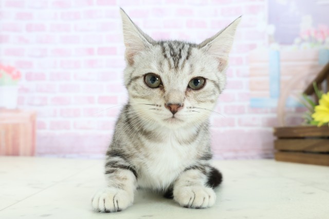 福岡県のマンチカン (Coo&RIKU福岡西店/2025年10月23日生まれ/男の子/シルバータビー)の子猫の1枚目の画像